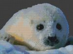(image for) Baby Seal